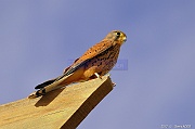 Faucon crecerelle Falco tinnunculus-Safaga Menaville-4m-20171124-Denis-ADER-DSC_3978_tn